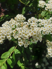 Paracorymbia