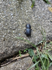 Dorcus parallelipipedus