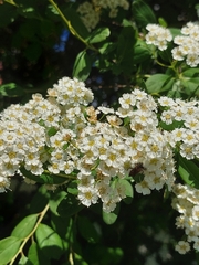Paracorymbia