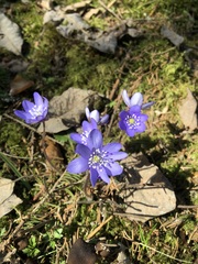 Hepatica nobilis