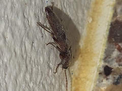 Melasinae