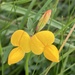 Bird's-foot Trefoil - Photo (c) Coppicewalker, some rights reserved (CC BY-NC), uploaded by Coppicewalker