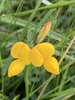 Bird's-foot Trefoil - Photo (c) Coppicewalker, some rights reserved (CC BY-NC), uploaded by Coppicewalker