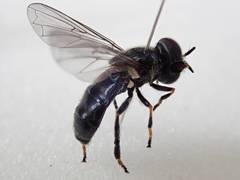 Trichopsomyia flavitarsis