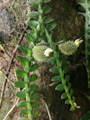 Dichaea