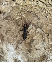 Mastigoproctus proscorpio