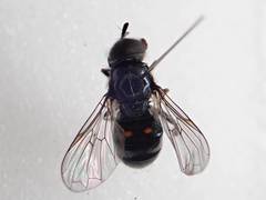 Trichopsomyia flavitarsis