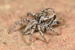 Habronattus texanus