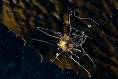 Vallentinia adherens