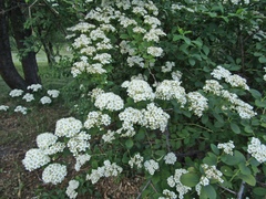 Spiraea trichocarpa