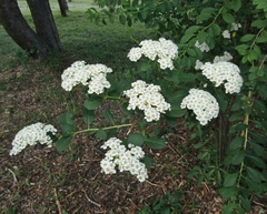 Spiraea trichocarpa