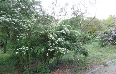Spiraea trichocarpa