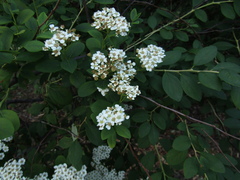 Spiraea trichocarpa