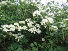 Spiraea trichocarpa