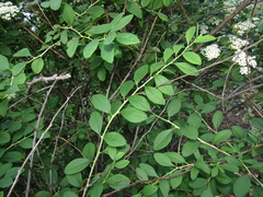 Spiraea trichocarpa