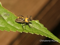 Biasticus flavinotus
