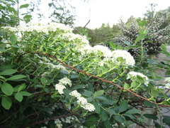 Spiraea trichocarpa