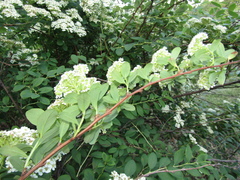 Spiraea trichocarpa