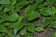 Ageratina altissima altissima