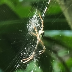 Argiope dang