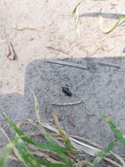 Coleoptera