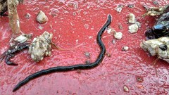 Eulalia clavigera