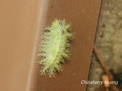 Griseothosea fasciata