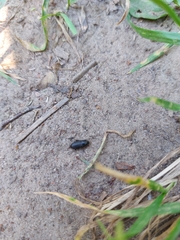 Coleoptera