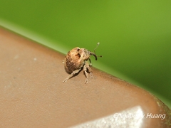 Phaeopholus ornatus