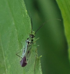Ilnacora