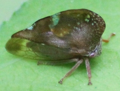 Smilia camelus