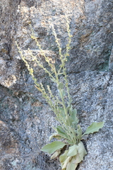 Verbascum rotundifolium