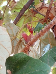 Chiranthodendron