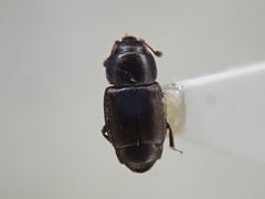 Carpophilus brachypterus