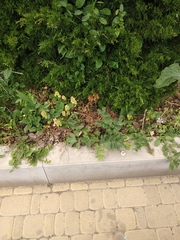 Heracleum sphondylium sibiricum