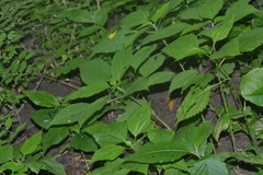 Ageratina altissima altissima