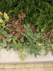 Heracleum sphondylium sibiricum