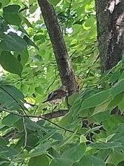 Turdus pilaris