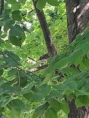 Turdus pilaris