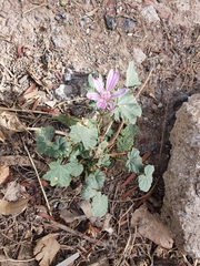 Malva