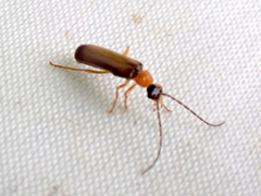 Rhagonycha lutea