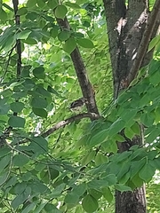 Turdus pilaris