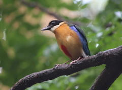 Pitta moluccensis
