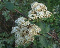 Spiraea sargentiana