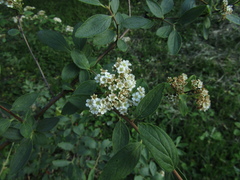 Spiraea sargentiana