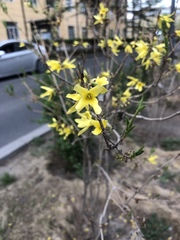 Forsythia