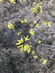 Forsythia
