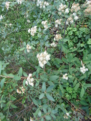 Spiraea sargentiana