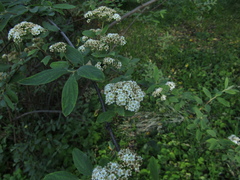 Spiraea sargentiana