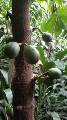 Vasconcellea cauliflora